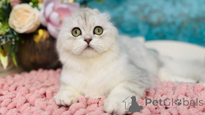 Zdjęcie №4. Sprzedam scottish straight w Kijów. od żłobka - cena - 2541zł