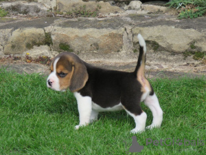 Zdjęcie №4. Sprzedam beagle (rasa psa) w Petersburg. prywatne ogłoszenie - cena - 1256zł