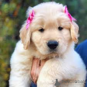 Zdjęcie №3. Golden Retriever szczeniak. Holandia