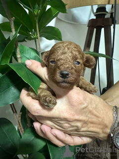 Zdjęcie №4. Sprzedam pudel (zabawka) w Kraljevo. hodowca - cena - negocjowane