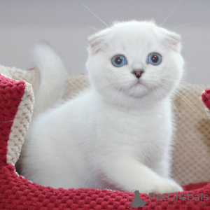 Zdjęcie №1. scottish fold - na sprzedaż w Warszawa | 1046zł | Zapowiedź № 117794