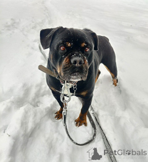 Zdjęcie №3. Charyzmatyczny buba jest smutny w schronisku. Federacja Rosyjska