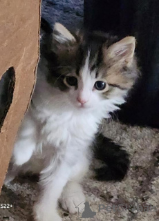 Zdjęcie №1. kot norweski leśny - na sprzedaż w Korschenbroich | 1674zł | Zapowiedź № 149733