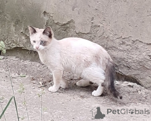 Zdjęcie №3. Vasya, Musenka i Murzichki czekają na swoich właścicieli.. Federacja Rosyjska