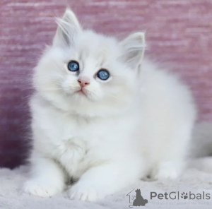 Zdjęcie №1. ragdoll - na sprzedaż w Castrop-Rauxel | 1674zł | Zapowiedź № 177042