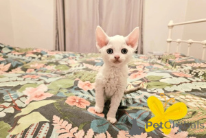 Zdjęcie №2 do zapowiedźy № 160334 na sprzedaż  devon rex - wkupić się Niemcy hodowca