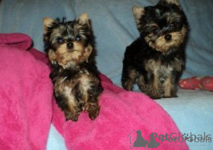 Zdjęcie №1. yorkshire terrier - na sprzedaż w Almer | negocjowane | Zapowiedź №172343