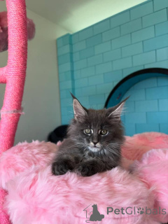 Zdjęcie №1. maine coon - na sprzedaż w Berlin | negocjowane | Zapowiedź № 168179
