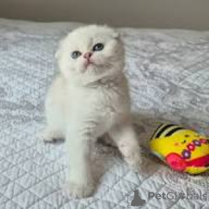 Zdjęcie №2 do zapowiedźy № 165926 na sprzedaż  scottish fold - wkupić się Francja prywatne ogłoszenie, hodowca