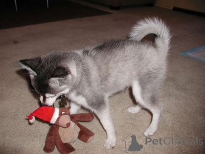 Zdjęcie №1. alaskan klee kai - na sprzedaż w Tallinn | negocjowane | Zapowiedź №169514