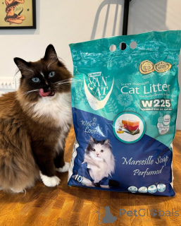 Zdjęcie №1. ragdoll - na sprzedaż w Hamar | negocjowane | Zapowiedź № 155559