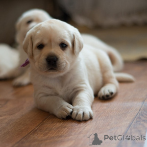 Zdjęcie №1. labrador retriever - na sprzedaż w Abercorn | negocjowane | Zapowiedź №165611