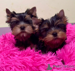 Zdjęcie №1. yorkshire terrier - na sprzedaż w Tampere | Bezpłatny | Zapowiedź №98995