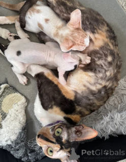 Zdjęcie №1. kot cornish rex - na sprzedaż w Altdorf | 1674zł | Zapowiedź № 169313