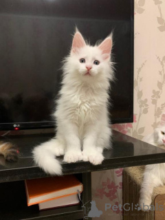 Zdjęcie №3. Maine Coon Kitten Kater mit Stammbaum Shaded Line. Niemcy