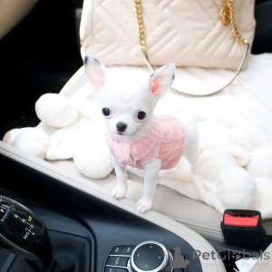 Zdjęcie №3. Śliczne i urocze szczenięta Chihuahua. Niemcy