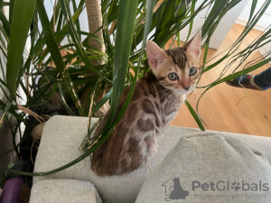 Zdjęcie №3. Gato Gatito de Pura Raza Bengalí. Hiszpania