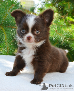 Zdjęcie №4. Sprzedam chihuahua (rasa psów) w Москва. prywatne ogłoszenie, hodowca - cena - negocjowane