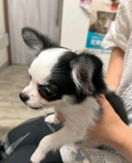 Zdjęcie №3. Chihuahua wyszkolony w toalecie. USA