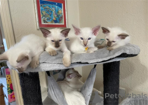 Zdjęcie №1. kot balijski - na sprzedaż w Affalterbach | 1674zł | Zapowiedź № 151543