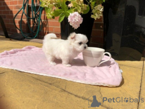 Zdjęcie №1.  - na sprzedaż w Gheent | 2870zł | Zapowiedź №164884