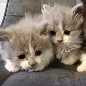 Zdjęcie №1. ragdoll - na sprzedaż w Murnau AM Staffelsee | 1818zł | Zapowiedź № 167276