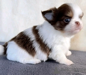 Zdjęcie №4. Sprzedam chihuahua (rasa psów) w Есна. hodowca - cena - 1913zł