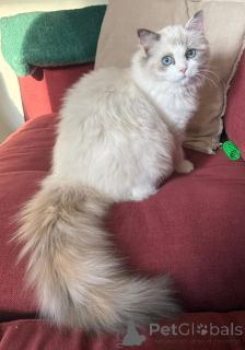 Zdjęcie №3. Jest delikatnym słodziakiem. Irlandia