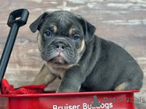 Zdjęcie №3. Engelse bulldogpuppy's te koop. Holandia