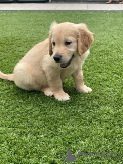 Zdjęcie №3. Piękny golden retriever do bezpłatnej adopcji. Niemcy