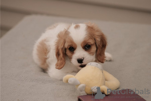 Zdjęcie №1. cavalier king charles spaniel - na sprzedaż w Wyoming | negocjowane | Zapowiedź №110071