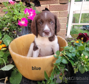 Zdjęcie №1. springer spaniel angielski - na sprzedaż w Berlin | Bezpłatny | Zapowiedź №126932