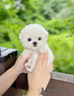 Zdjęcie №3. Malteserwelpen (Teacup-Welpen) zur Adopcja. Polska