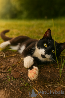 Zdjęcie №2 do zapowiedźy № 147520 na sprzedaż   - wkupić się Federacja Rosyjska prywatne ogłoszenie