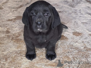 Zdjęcie №3. Szczenięta Labrador Retriever od mistrzowskich przodków. Serbia