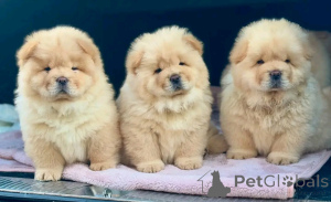 Zdjęcie №3. Chow chow welpen zur adopcja. Niemcy