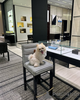 Zdjęcie №3. Wyszkolony w toalecie pomoranian. Belgia