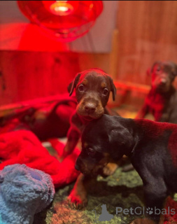 Zdjęcie №2 do zapowiedźy № 138805 na sprzedaż  pies nierasowy - wkupić się Wielka Brytania hodowca