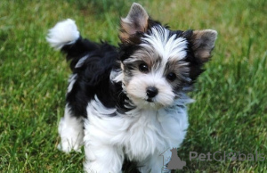 Zdjęcie №1. yorkshire terrier biewer - na sprzedaż w Liverpool | negocjowane | Zapowiedź №159958