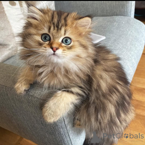 Zdjęcie №1.  - na sprzedaż w Madryt | Bezpłatny | Zapowiedź № 162281