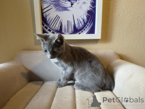 Zdjęcie №1. kot japoński bobtail - na sprzedaż w Lienz | 1674zł | Zapowiedź № 178580