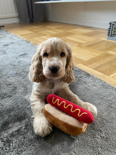 Zdjęcie №1. cocker spaniel amerykański - na sprzedaż w Ansubrg | 2549zł | Zapowiedź №159409