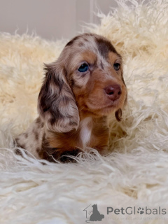 Zdjęcie №3. Gotowe do wysyłki i odbioru. Nieustraszony, zabawny i pełen uroku.. Finlandia