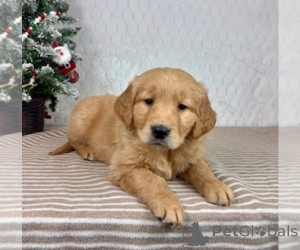 Zdjęcie №3. szczenięta golden retrievera. Niemcy