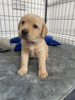 Zdjęcie №1. labrador retriever - na sprzedaż w Beverley | 2377zł | Zapowiedź №111706