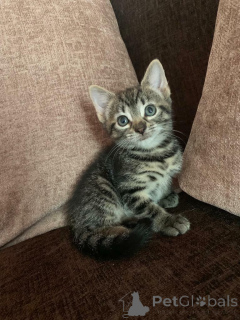 Zdjęcie №2 do zapowiedźy № 135494 na sprzedaż   - wkupić się USA prywatne ogłoszenie