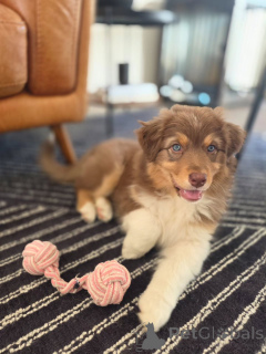 Zdjęcie №1. owczarek australijski - na sprzedaż w Groningen | negocjowane | Zapowiedź №167037