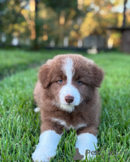 Zdjęcie №1. border collie - na sprzedaż w Berno | negocjowane | Zapowiedź №179026