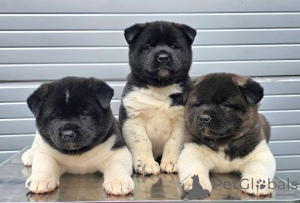 Zdjęcie №2 do zapowiedźy № 128824 na sprzedaż  staffordshire bull terrier - wkupić się Serbia 