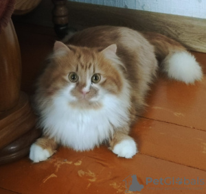 Zdjęcie №3. Ronnie to rudowłosy cud.. Białoruś